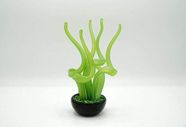 Seaweed-shaped plant - Image 3