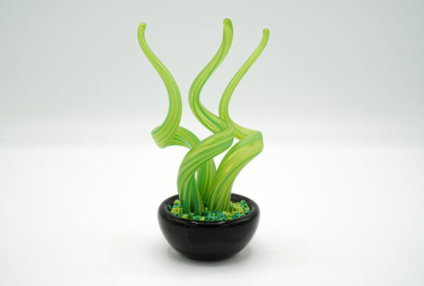 Seaweed-shaped plant - Image 2