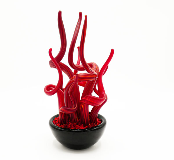 Seaweed-shaped plant - Image 7